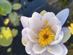 -中国科学院华南植物园