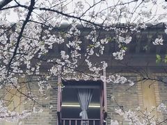 -武汉大学-樱园