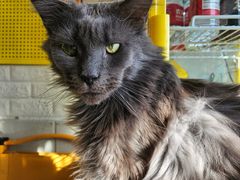 -平行世界·猫咖(首经贸店)