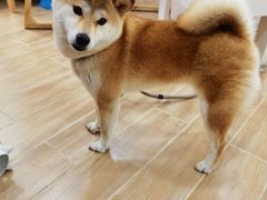 -李小姐の猫咖啡馆(五角场店)