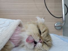 -达爱动物医院·犬猫分区·CT·复杂眼科(远洋山水分院)