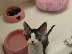 -70cat德文卷毛猫·缅因猫纯种猫舍