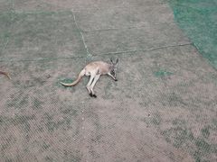 -西霞口神雕山野生动物世界