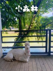 -花漾摄影优选工作室(东莞原创作品店)