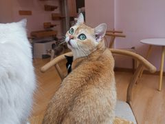 -猫咪派对(江南西店)