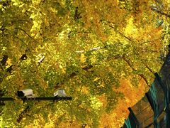 -三里屯东五街银杏大道