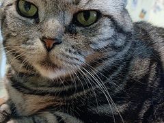 -藏猫猫咖啡主题馆(中央大道店)