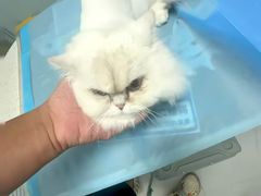 -纳吉亚猫专科动物诊疗中心(蒋宅口分院)