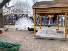 -长白岛森林公园