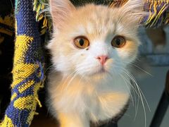 -平行世界·猫咖(首经贸店)