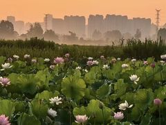-白鹭湾湿地公园