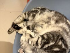 -平行世界·猫咖(首经贸店)