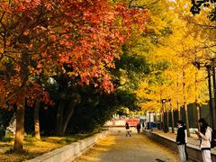 -中央民族大学