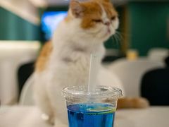 -飞行喵MR PILOT|猫舍·猫咖(静安大融城店)