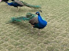 -南京枫彩漫城
