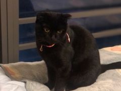 -瑞鹏宠物医院·骨科·猫科·内科(第一中心)