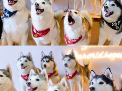 -Husky Go! 哈士奇体验馆·宠物咖啡厅狗咖
