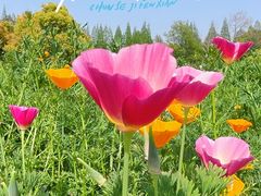 -上海滨江森林公园