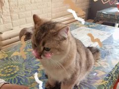 -平行世界·猫咖(首经贸店)