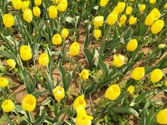 -洛阳郁金香牡丹园