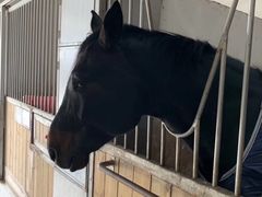 -松声马术俱乐部