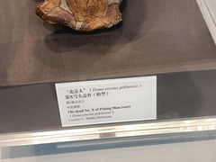 -北京周口店北京人遗址博物馆