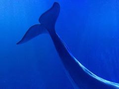 -多彩贵州城极地海洋世界