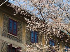 -武汉大学-樱园