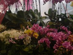 -双季花艺园艺市场(浦东店)