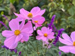 -花开海上生态园