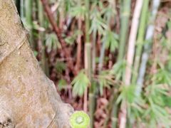 -羚羊峡古栈道森林公园