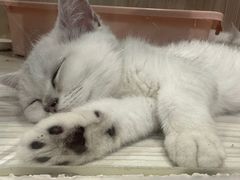 -屋虎猫馆(宝安大仟里店)