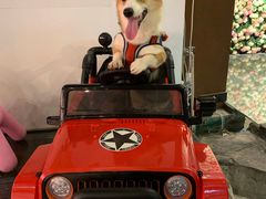 -百好乐宠物友好餐厅(朝外大街店)