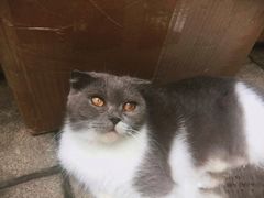 -海边的猫和咖啡馆