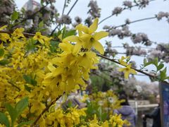 -海棠花溪(元大都城垣遗址公园)