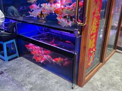 -大自然花鸟鱼虫市场