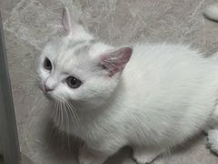 -美联众合动物医院·24h转诊中心