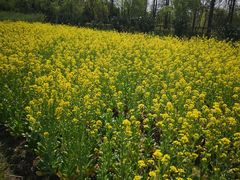 -前小桔亲子创意农场·草莓采摘·露营烧烤