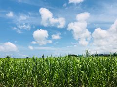 -鹿境梅花鹿生态园区