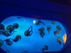 -太平洋海底世界