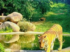 -泉州海丝野生动物世界