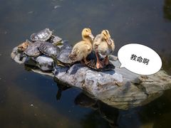 -龙华寺