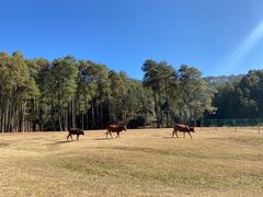 -大浪坝森林公园
