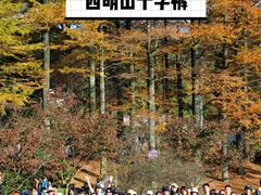 -四明山国家森林公园