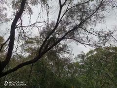 -金鸡山公园