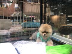 -宠物世家(仲盛世界商城店)