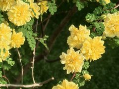 -燕郊植物园