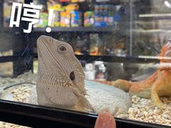 -酷以爬仙阁实体爬宠店·守宫·蜥蜴·专业繁育