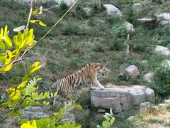 -大连森林动物园