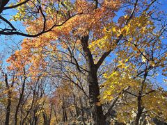 -阳台山自然风景区
